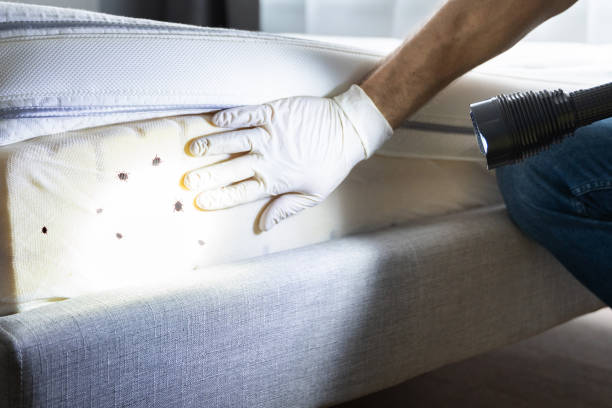 Best Ant Control Services  in East Grand Rapids, MI